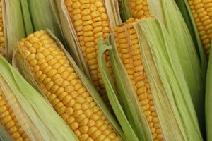 Как заработать на фьючерсе кукурузы в бинарных опционах